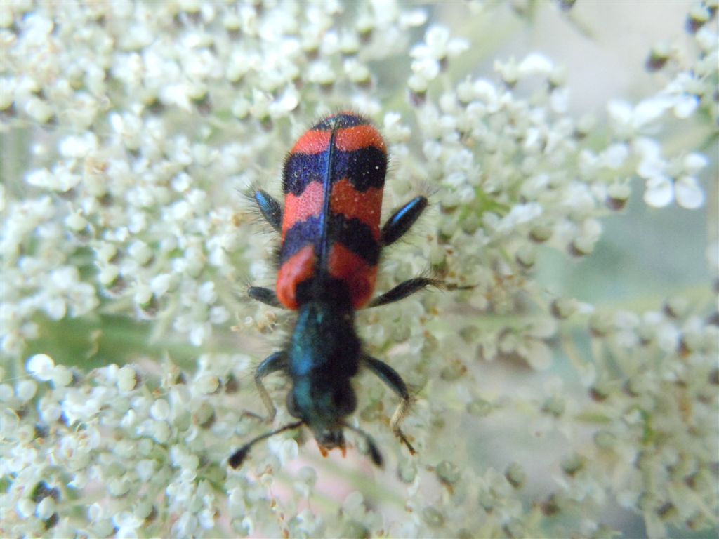 Trichodes alvearius